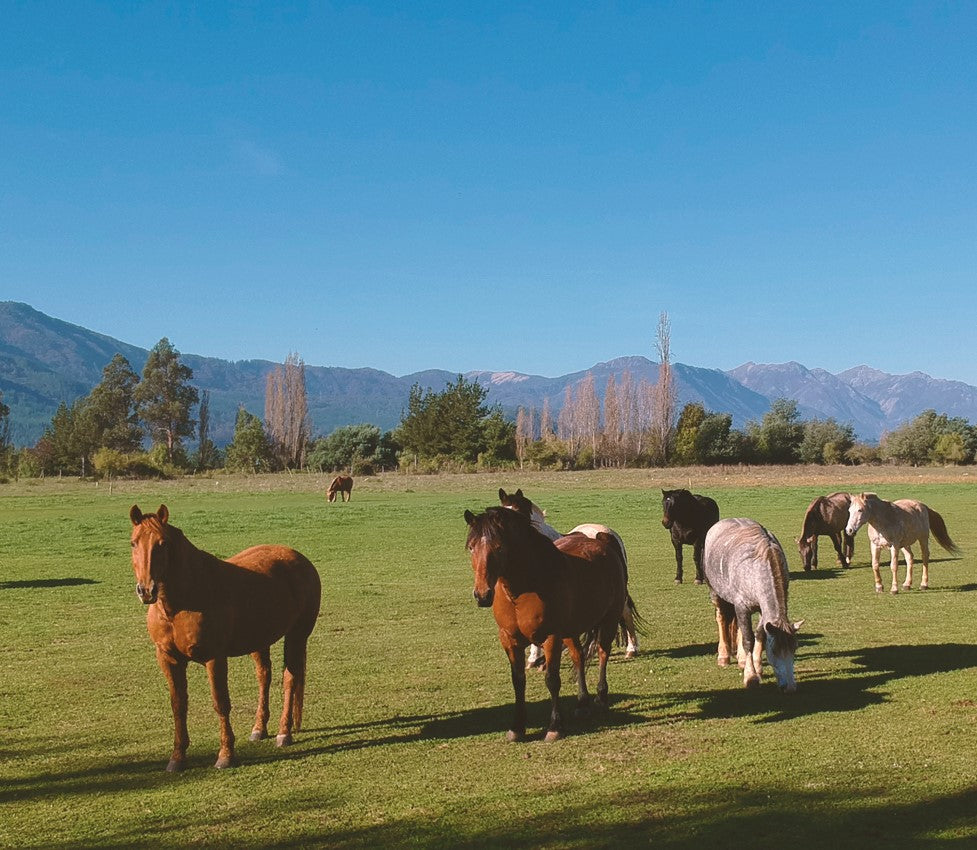CABALGATA Y MATEADA AL RÍO, Rabones, Región del Maule