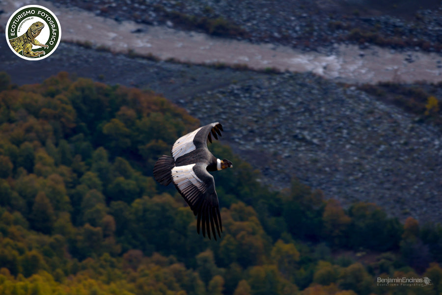 CURSO INICIAL: Fotografía de Naturaleza 2025