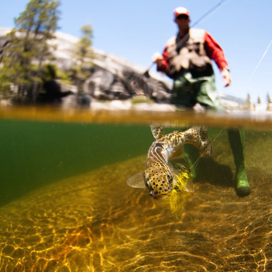 PESCA CON MOSCA GUIADA, Región del Maule