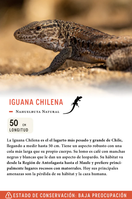 Jockey Iguana Chilena Orgánico Camo Verde